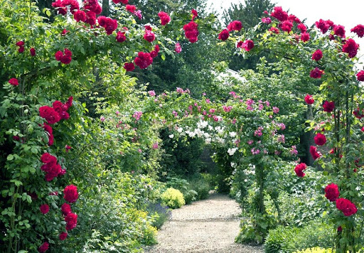 Как расположить плетистые розы в ландшафтном дизайне дачного участка 